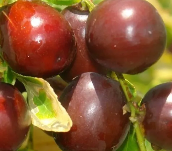 طغیان آفت سنک با گرم شدن هوا