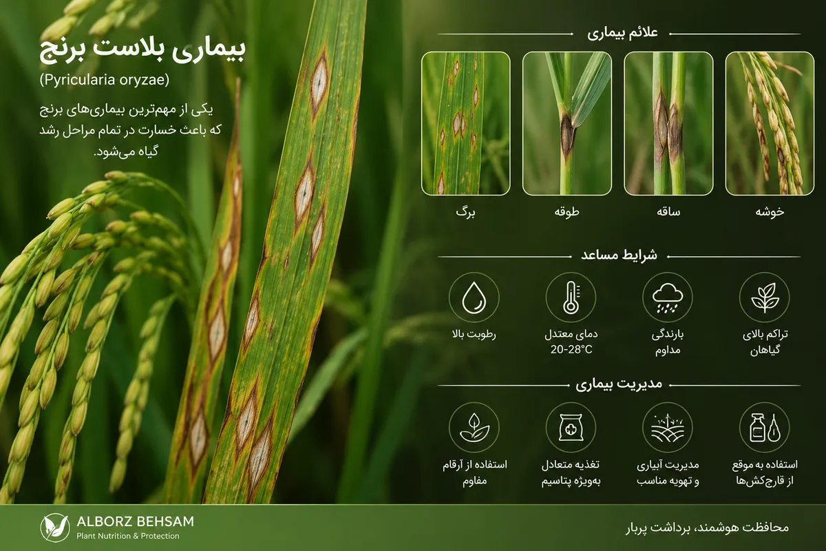 بیماری بلاست برنج
