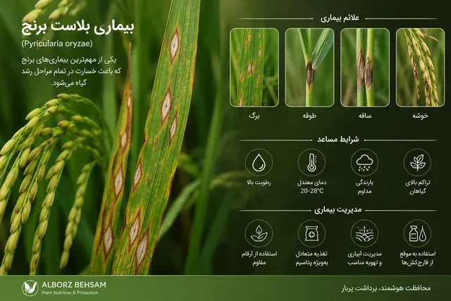 بیماری بلاست برنج